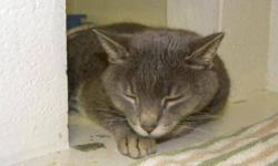 Domestic Short Hair - Gatsby - Medium - Young - Male - Cat
I am a friendly and sweet young guy and when you visit me I am sure you will agree (or at least I hope you do). I was found in my carrier at the SPCA gate one night. I am also a lucky cat because