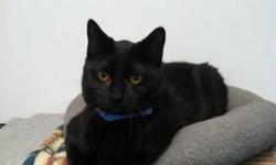 Domestic Short Hair - George - Medium - Adult - Male - Cat
CHARACTERISTICS:
Breed: Domestic Short Hair
Size: Medium
Petfinder ID: 24846763
ADDITIONAL INFO:
Pet has been spayed/neutered
CONTACT:
WC SPCA | Attica, NY | 585-591-3114
For additional