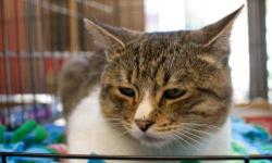 Domestic Short Hair - George - Medium - Adult - Male - Cat
What You Need in Order to Adopt
When you are ready to visit the 92nd Street ASPCA Adoption Center, please note the following to facilitate the adoption process:
* You must be 21 years of age or
