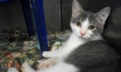 Domestic Short Hair - Georgie - Medium - Baby - Male - Cat
DOB: 09/07/12
Adoption Process: HAHS has an adoption application that you can fill out if you are interested in one of our animals. Once we receive the application we review and contact veterinary