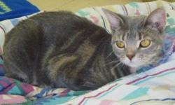 Domestic Short Hair - Gia - Medium - Young - Female - Cat
Gia was found on the side of the road in a box with her littermates. That was 5 months ago. Unfortunately Gia has been growing up here at the shelter. The rest of her litter has been adopted, but