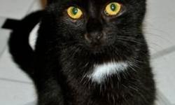 Domestic Short Hair - Gidget - Medium - Young - Female - Cat
Gidget is the smallest of the three siblings who were left on the side of the road. She's also the shyest, but she's recently coming out of her shell. She's becoming playful, both on her own and