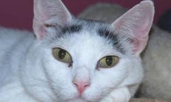 Domestic Short Hair - Gigi - Medium - Young - Female - Cat
Gigi came to us as a feral at about 4 months old. She is now 1 year old. If you take your time and get to know her she really likes to be petted and loved. So if you are interested in her, be