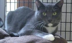 Domestic Short Hair - Gray and white - Adelaide - Medium - Adult
Adelaide was brought in with her 2 brothers and mother after they were all found living in a barn in Bloomingdale. These cats were completely feral to begin with, and we have worked hard to