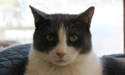 Domestic Short Hair - Gray and white - Alex - Medium - Adult
Alex was brought in in the Fall of 2008 with his mother and 2 siblings. They were all found living in a barn in Bloomingdale, and were completely feral to begin with. Alex was the bravest of the