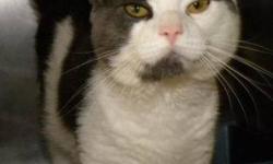 Domestic Short Hair - Gray and white - Allister*at Petsmart*
***AT PETSMART***Hi, my name is Allister! I'm a handsome neutered male gray and white cat. I'm friendly and social and I love to be talked to and petted. I also like to play with wand toys. I