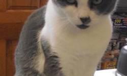 Domestic Short Hair - Gray and white - Autumn - Medium - Adult
Autumn was brought in last year with her kittens Alex and Adelaide. They were all found living in a barn, and were completely feral when they arrived. Autumn has come around, and allows us to