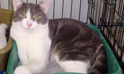 Domestic Short Hair - Gray and white - Barney - Large - Young
Meet Barney!! This BIG handsome guy showed up at the clinic as a stray and was thrilled to be inside and out of the cold. He's a real character and very playful. Loves pets and attention (check