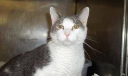 Domestic Short Hair - Gray and white - Bender - Medium - Senior
Bender is a sweet old boy who's been around the block more than a few times.(the vet estimates he's at least 8 years old) He has a bent ear from a long-ago injury but he's super-friendly and