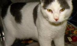 Domestic Short Hair - Gray and white - Casper - Medium - Adult
Casper is a handsome white and gray spotted cat. He is outgoing and affectionate and he enjoys making new friends! Come meet this social kitty today!
CHARACTERISTICS:
Breed: Domestic Short