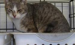 Domestic Short Hair - Gray and white - Cassie - Medium - Young
Cassie is a sweet and petite young adult looking for her forever home. She is good around other kitties as well as children and dogs. Please contact Barb at 315-343-2959 for more info on