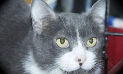 Domestic Short Hair - Gray and white - Cazzie - Medium - Adult
Cazzie is an adorable little 1 year old female
CHARACTERISTICS:
Breed: Domestic Short Hair - gray and white
Size: Medium
Petfinder ID: 25740559
ADDITIONAL INFO:
Pet has been spayed/neutered
