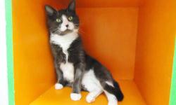 Domestic Short Hair - Gray and white - Charlotte - Medium
Charlotte is a very VERY friendly cat that came to the Potsdam Humane Society as a stray. When you talk to her she will chirp and roll over! Charlotte is around 2 years old and is ready for