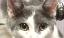 Domestic Short Hair - Gray and white - Chess - Medium - Baby
Chess is 4 months old. He is very friendly and loves to be petted. He loves to play with his spring toys and mice. He's UTD with shots.
CHARACTERISTICS:
Breed: Domestic Short Hair - gray and