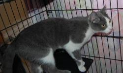 Domestic Short Hair - Gray and white - Christie - Medium - Young
CHARACTERISTICS:
Breed: Domestic Short Hair - gray and white
Size: Medium
Petfinder ID: 21989289
ADDITIONAL INFO:
Pet has been spayed/neutered
CONTACT:
North Country Animal Shelter | Malone,