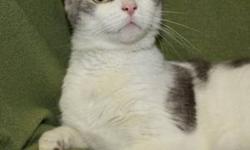 Domestic Short Hair - Gray and white - Cindy - Medium - Adult
We have no idea what Cindy?s past story is. She must have belonged to someone at one time and she got out or they let her go. Luckily Cindy captured the hearts of a couple who soon realized she
