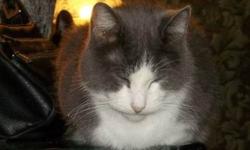 Domestic Short Hair - Gray and white - Clarice - Medium - Senior
Still trusting after all that's happened ...
Clarice is a beautiful gray and white short hair. Clarice was born in June 2002.
Clarice had been wandering in her neighborhood for a long time
