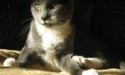 Domestic Short Hair - Gray and white - Einstein - Small - Young
Einstein is a handsome young man of about 1 year and a half. He's an active guy, so if you're looking for somebody to chase lasers down the hall or leap 6 feet in the air to catch a