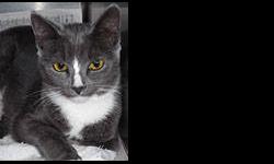 Domestic Short Hair - Gray and white - Einstein - Small - Young
Einstein is a handsome young man of about 1 year and a half. He's an active guy, so if you're looking for somebody to chase lasers down the hall or leap 6 feet in the air to catch a