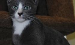 Domestic Short Hair - Gray and white - Frankie - Medium - Baby
Frankie is a sweet boy. Tested , Vaccinated and wormed.
CHARACTERISTICS:
Breed: Domestic Short Hair - gray and white
Size: Medium
Petfinder ID: 24531554
ADDITIONAL INFO:
Pet has been