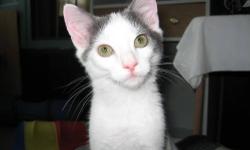 Domestic Short Hair - Gray and white - Frostbite - Medium
Frostbite has a sweet disposition to match his sweet looking face! Frostbite gets along well with other cats and enjoys having a cat buddy to play and cuddle with. Frostbite loves to play