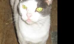 Domestic Short Hair - Gray and white - Haley - Small - Young
Haley was brought into us as a farrel cat. Turns out she is not farrel, she was just very frightened. She is a beautiful gray and white cat with light green eyes- she is about a year old. She