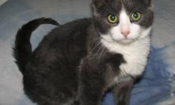 Domestic Short Hair - Gray and white - Hans - Medium - Baby
Hans is a little sweetheart, friendly, playful and a lot of fun. He likes other cats and friendly dogs too. Would be a great to adopt Hans and his brother Luke together.as pair or just to join a