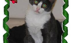 Domestic Short Hair - Gray and white - Joey - Medium - Baby
Joey?s life started out pretty rough, found sick and alone without his mother insight. A good Samaritan scooped up our little Joe Joe up and brought him to safety at Pets Alive where he could get