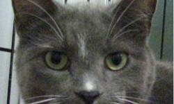Domestic Short Hair - Gray and white - Kitkat - Medium - Adult
Hi! My name is Kit Kat. I'm a bit of an older gal and am an independent spirit. I enjoy playing and will most definitely make a good hunter if that's what you're looking for! I'm not the