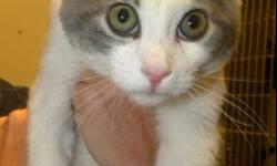 Domestic Short Hair - Gray and white - Kitteh*at Petsmart*
***AT PETSMART***Hi, my name is Kitteh! I'm an adorable, 4 month old, neutered male, gray and white kitten. I'm playful and outgoing and I like to be cuddled. I have lived in a foster home with