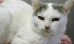 Domestic Short Hair - Gray and white - Lexus - Medium - Adult
Hi, my name is Lexus! I'm a beautiful, 6 year old, spayed female, white and gray spotted kitty. I'm sweet and gentle but a little shy in new situations. I hope I find a calm, quiet family soon!
