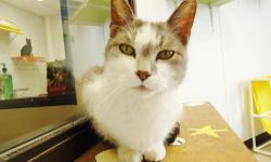 Domestic Short Hair - Gray and white - Lottie - Large - Adult
Lottie came to us with a few other cats that were abandoned. She is around 3 years old, spayed, up to date on vaccinations, microchipped, and ready for a new home! In her cage Lottie was