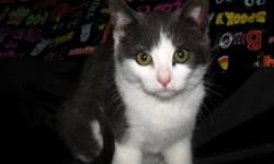 Domestic Short Hair - Gray and white - Luke - Medium - Baby
Luke is cute and friendly, he likes other cats and friendly dogs. Would be a great to adopt Luke and his brother Hans together.as pair or just to join a family with other pets. They're both very