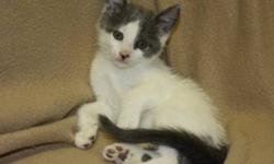 Domestic Short Hair - Gray and white - Maddy - Medium - Baby
Name:Maddy
Breed: Female, Domestic Short Hair
DOB:June 12, 2012
Adoption Fee: $159
Hello!! I was found as a stray with a big lump under my eye, Scottsville took me in and fixed me up so I no