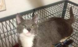 Domestic Short Hair - Gray and white - Merri - Medium - Baby
My name is Merri and I am the calmest, sweetest kitty here. I just love to be held and pet. Will you come meet me?
CHARACTERISTICS:
Breed: Domestic Short Hair - gray and white
Size: Medium