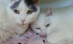 Domestic Short Hair - Gray and white - Muffin - Medium - Adult
Muffin and Dino are 9 year-old sweethearts who were recently left abandoned when their mother passed away. They both have soft and beautiful white coats, Muffin has a touch of grey markings on