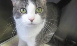 Domestic Short Hair - Gray and white - Orvis - Medium - Adult
Orvis is a friendly declawed adult male who needs a new home now that the new baby in his home was allergic! Please contact Barb at 315-343-2959 for more info on this kitty.
CHARACTERISTICS: