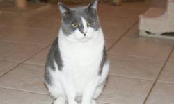 Domestic Short Hair - Gray and white - Patti Smith - Medium
Sweet, petite and long legged Patti Smith is still waiting for a forever home. Patti was rescued in July 2012 from the streets after giving birth to a littler of six kittens. Soon after, she