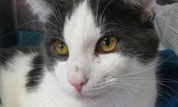 Domestic Short Hair - Gray and white - Romeo - Medium - Baby
(No. 636) When you meet me, you'll know why I'm called Romeo. I'm a gray and white short-haired male about 7 months old. My coloring is gray and white. The top of my body has gray markings and