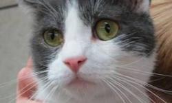 Domestic Short Hair - Gray and white - Scruff - Medium - Young
(No. 369) Scruff is my name and cuddling is my game. I'm a gray and white neutered male with fantastic eyes. They have a ring of green with a ring of yellow around it. I'm a calm loving kitty