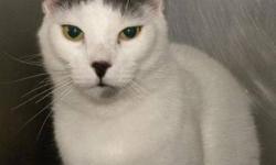Domestic Short Hair - Gray and white - Sherman*at Petsmart*
***AT PETSMART***Hi, my name is Sherman! I'm a handsome, 4 1/2 year old, neutered male, white and gray spotted kitty. I'm outgoing and friendly and I love to get attention. I can't wait to find