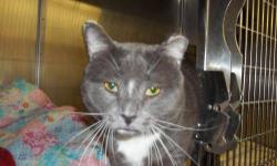 Domestic Short Hair - Gray and white - Sumo - Large - Senior
FIV Positive. This retired warrior is looking for loving home to settle into. He likes to talk to you and play.
CHARACTERISTICS:
Breed: Domestic Short Hair - gray and white
Size: Large
Petfinder