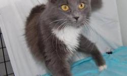 Domestic Short Hair - Gray and white - Whiskers - Medium - Young
CHARACTERISTICS:
Breed: Domestic Short Hair - gray and white
Size: Medium
Petfinder ID: 25381234
ADDITIONAL INFO:
Pet has been spayed/neutered
CONTACT:
North Country Animal Shelter | Malone,
