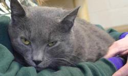 Domestic Short Hair - Gray - Andy - Large - Adult - Male - Cat
Andy is a big gray cat who was a stray and just recently added to the Cat Room. He is still a bit shy around people but starts to purr when the staff holds him.
CHARACTERISTICS:
Breed: