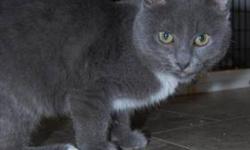 Domestic Short Hair - Gray - Betsy - Medium - Young - Female
CHARACTERISTICS:
Breed: Domestic Short Hair-gray
Size: Medium
Petfinder ID: 23802207
ADDITIONAL INFO:
Pet has been spayed/neutered
CONTACT:
North Country Animal Shelter | Malone, NY |