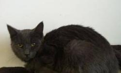 Domestic Short Hair - Gray - Bluto - Medium - Baby - Male - Cat
CHARACTERISTICS:
Breed: Domestic Short Hair-gray
Size: Medium
Petfinder ID: 24834255
CONTACT:
WC SPCA | Attica, NY | 585-591-3114
For additional information, reply to this ad or see: