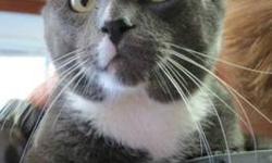Domestic Short Hair - Gray - Capone - Large - Adult - Male - Cat
(No. 668) Capone is my name. I'm a large gray adult male with a small white streak on my nose and mouth, a white bib and white paws. I'm at the shelter with my buddy Al. I have already been