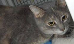 Domestic Short Hair - Gray - Cloudy Jr - Medium - Young - Female
CHARACTERISTICS:
Breed: Domestic Short Hair-gray
Size: Medium
Petfinder ID: 24456421
ADDITIONAL INFO:
Pet has been spayed/neutered
CONTACT:
North Country Animal Shelter | Malone, NY |