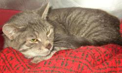 Domestic Short Hair - Gray - Dedra - Medium - Adult - Female
Dedra is a very loving girl. The minute you get home from work and walk in that door, she will be right there to greet you with lots of purring. She was left behind by her family when her home