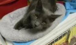 Domestic Short Hair - Gray - Eclipse - Small - Adult - Female
4 yr old very sweet and friendly solid grey cat who craves attention. She was found as a stray but was mirco-chipped but all the numbers lead to a dead end so she is in need of a new home .She